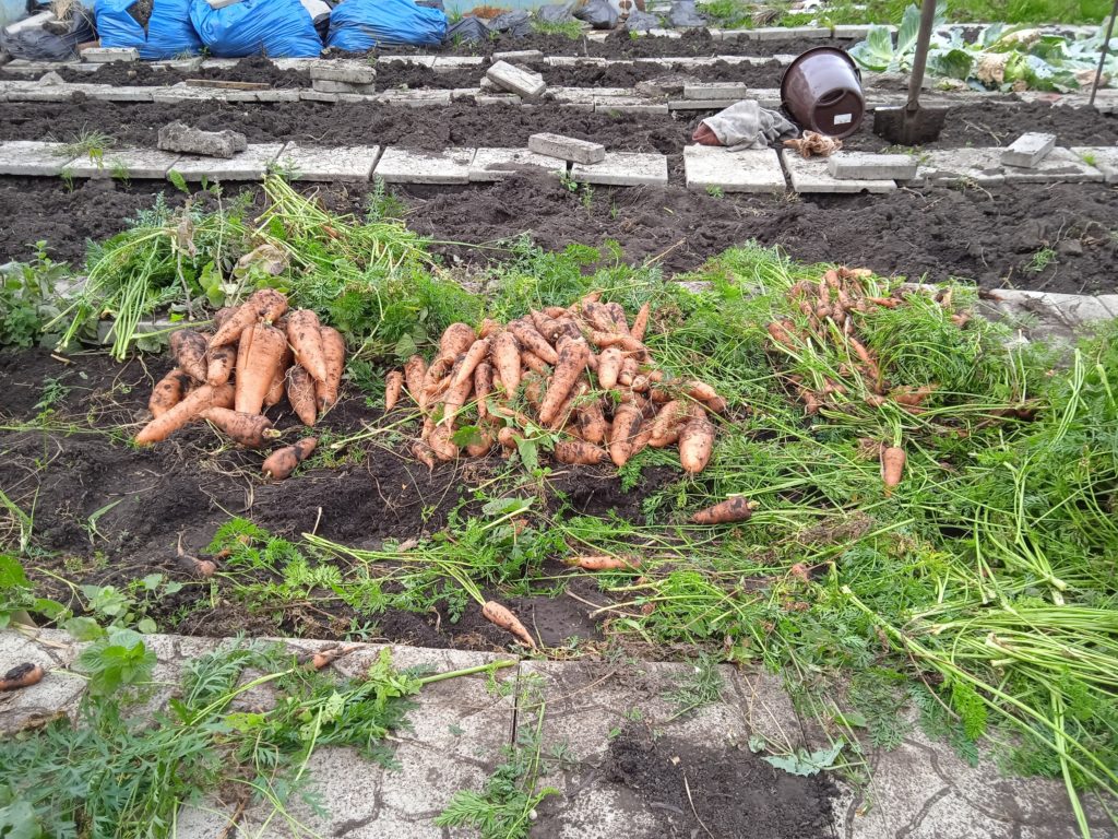 Морковь в Сибири. Урожай с непрореженной грядки